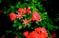 pomegranate flowers red1980s 1990s A4 Photo Print