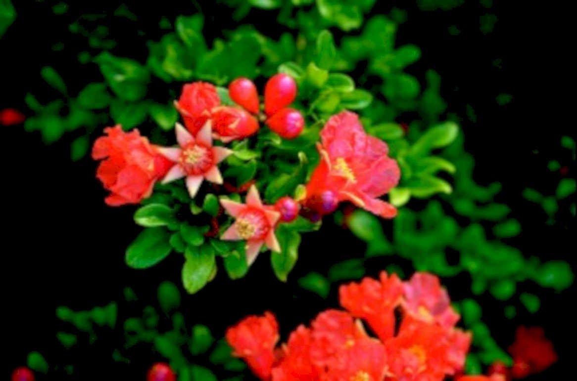pomegranate flowers red1980s 1990s A4 Photo Print
