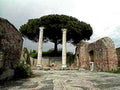 pompeii columns tree1980s 1990s A4 Photo Print