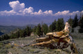 ponderosa pine landscape 1980s 1990s A4 Photo Print