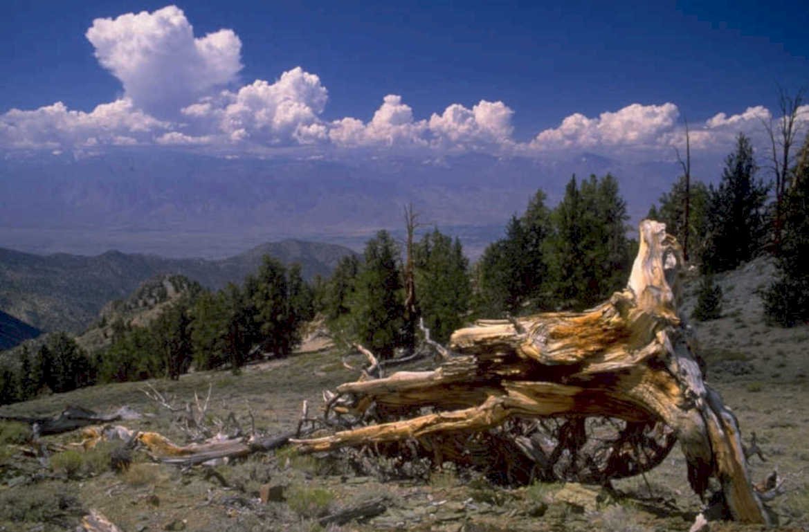 ponderosa pine landscape 1980s 1990s A4 Photo Print