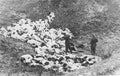 poniatowski woods massacre Vintage world war A4 Photo Print