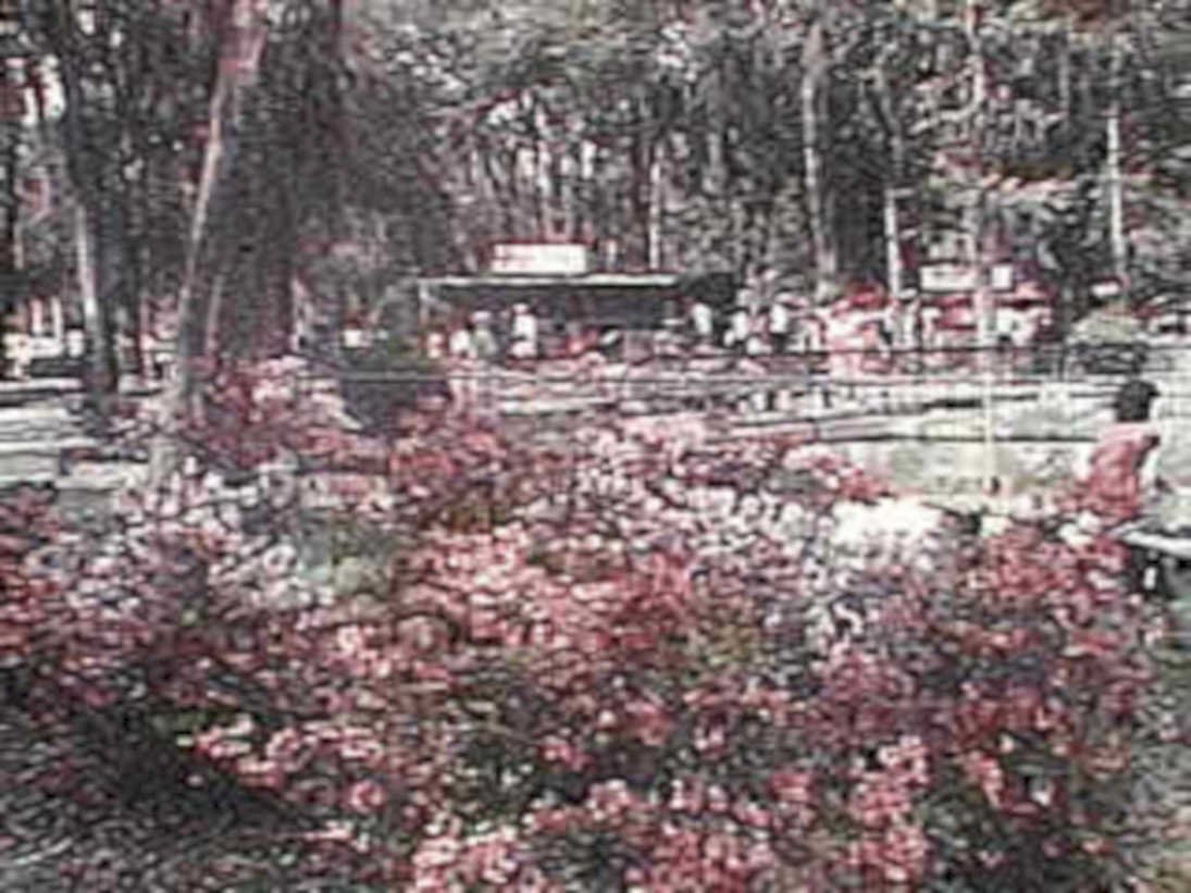pool autumn leaves1980s 1990s A4 Photo Print