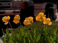 poppies dusk garden1980s 1990s A4 Photo Print
