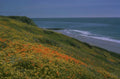 poppy beach coast 1980s 1990s A4 Photo Print