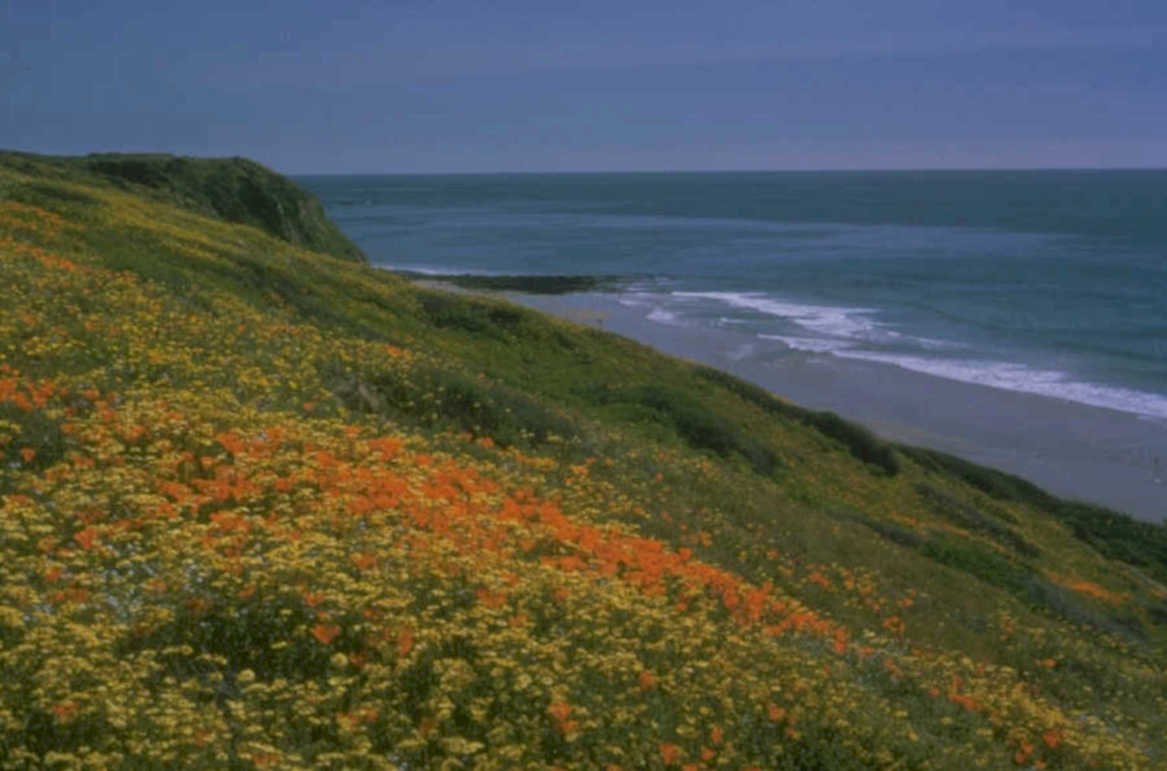 poppy beach coast 1980s 1990s A4 Photo Print