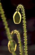 poppy bud plant Vintage A4 Photo Print