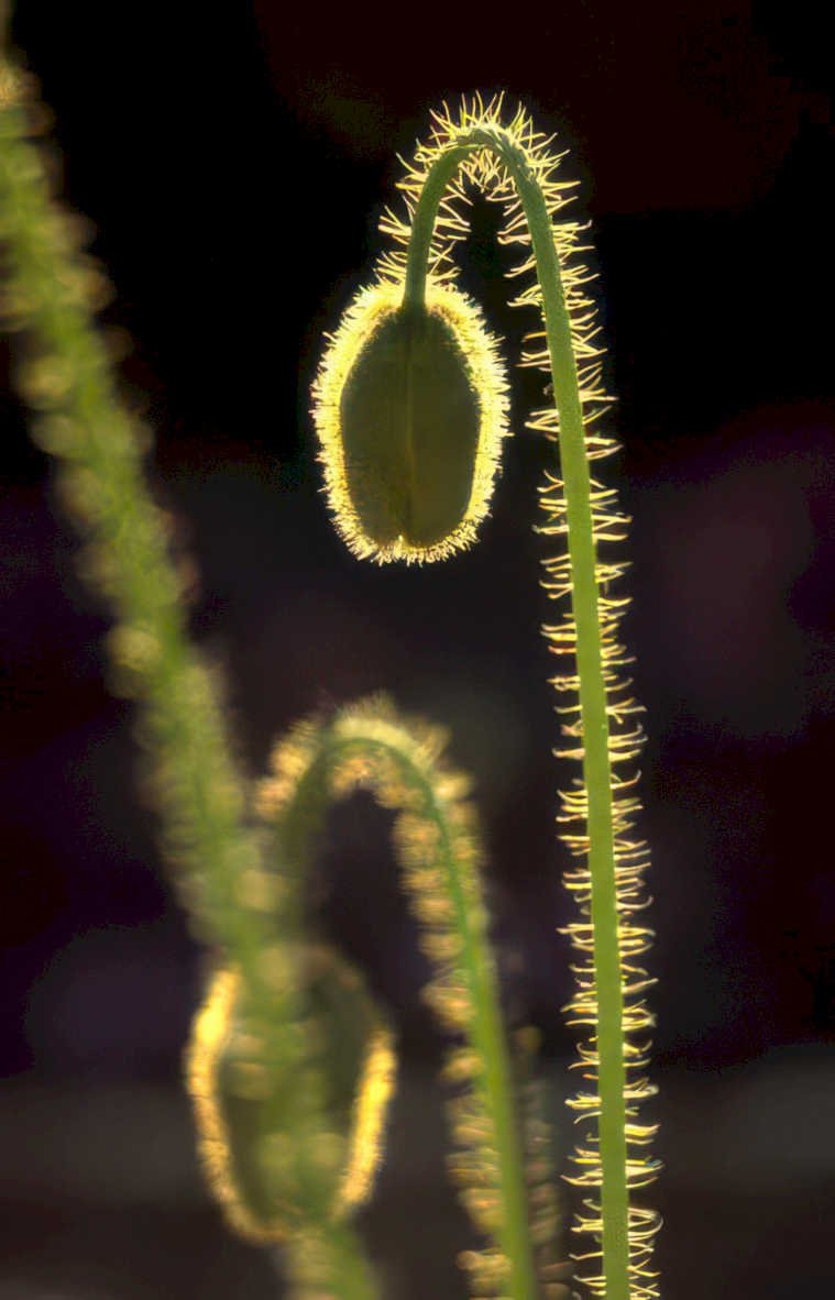 poppy bud plant Vintage A4 Photo Print