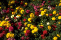 poppy field bloom 1980s 1990s A4 Photo Print