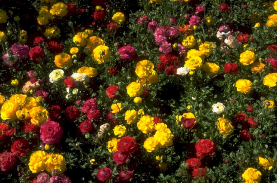 poppy field bloom 1980s 1990s A4 Photo Print