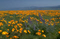 poppy field hills 1980s 1990s A4 Photo Print