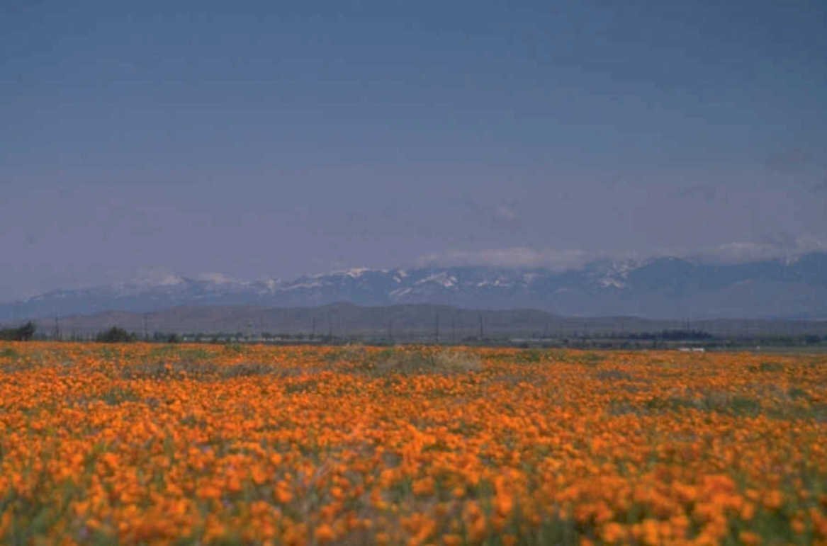 poppy field landscape 1980s 1990s A4 Photo Print