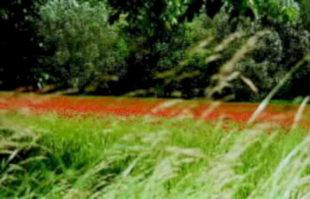 poppy field provence1980s 1990s A4 Photo Print