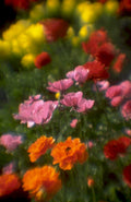 poppy field summer 1980s 1990s A4 Photo Print