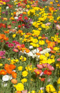 poppy meadow field 1980s 1990s A4 Photo Print