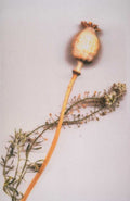poppy seed head 1980s 1990s A4 Photo Print