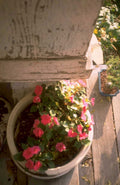porch flowers petunias 1980s 1990s A4 Photo Print