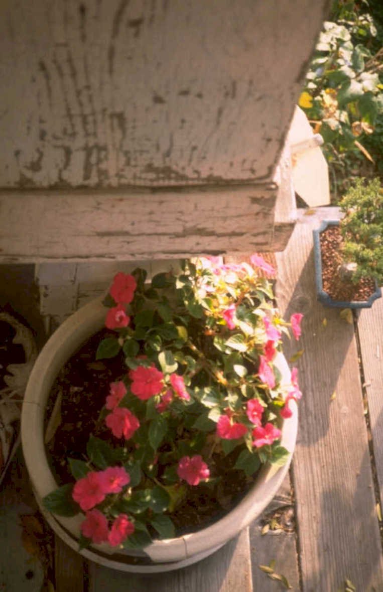 porch flowers petunias 1980s 1990s A4 Photo Print