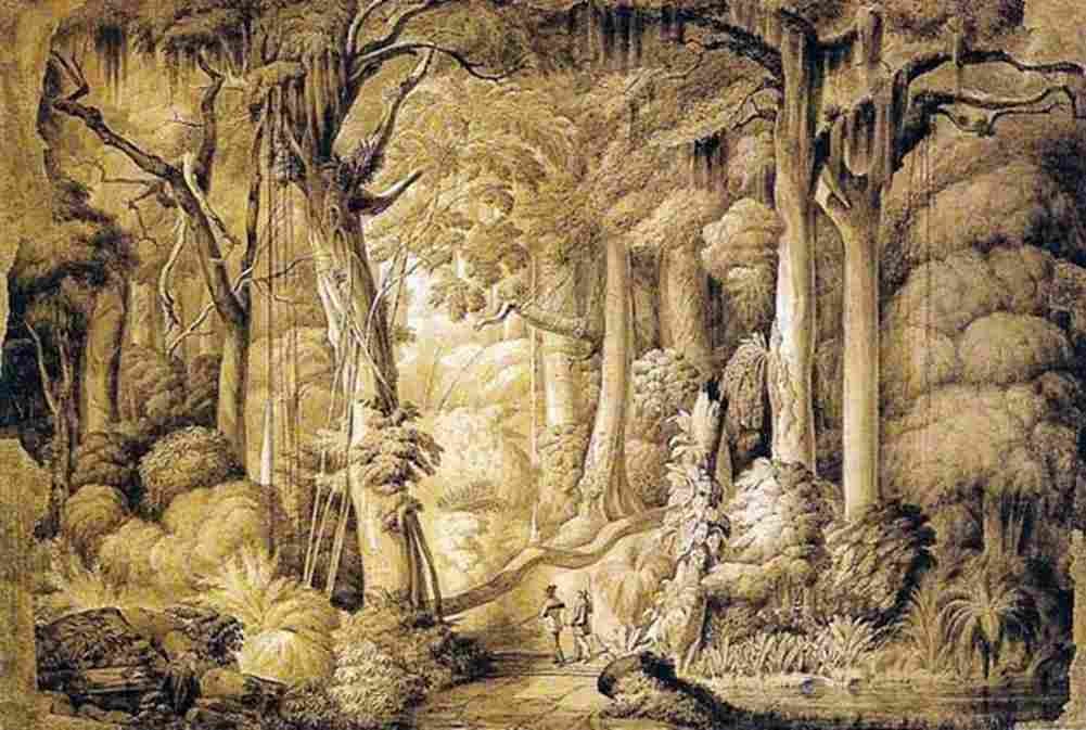 porto alegre brazilian forest Art A4 Photo Print