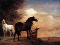 pot Horses in a Field Art A4 Photo Print