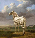 pot The Piebald Horse Art A4 Photo Print