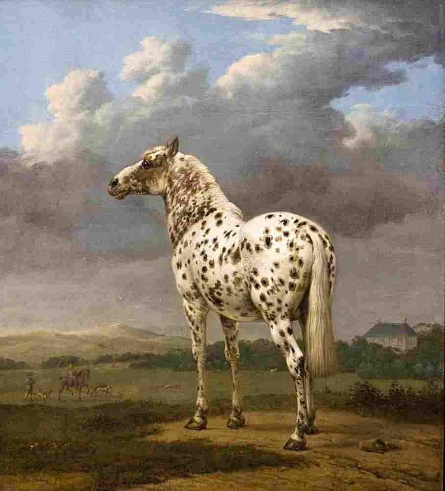 pot The Piebald Horse Art A4 Photo Print