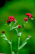 potentilla berries red1980s 1990s A4 Photo Print