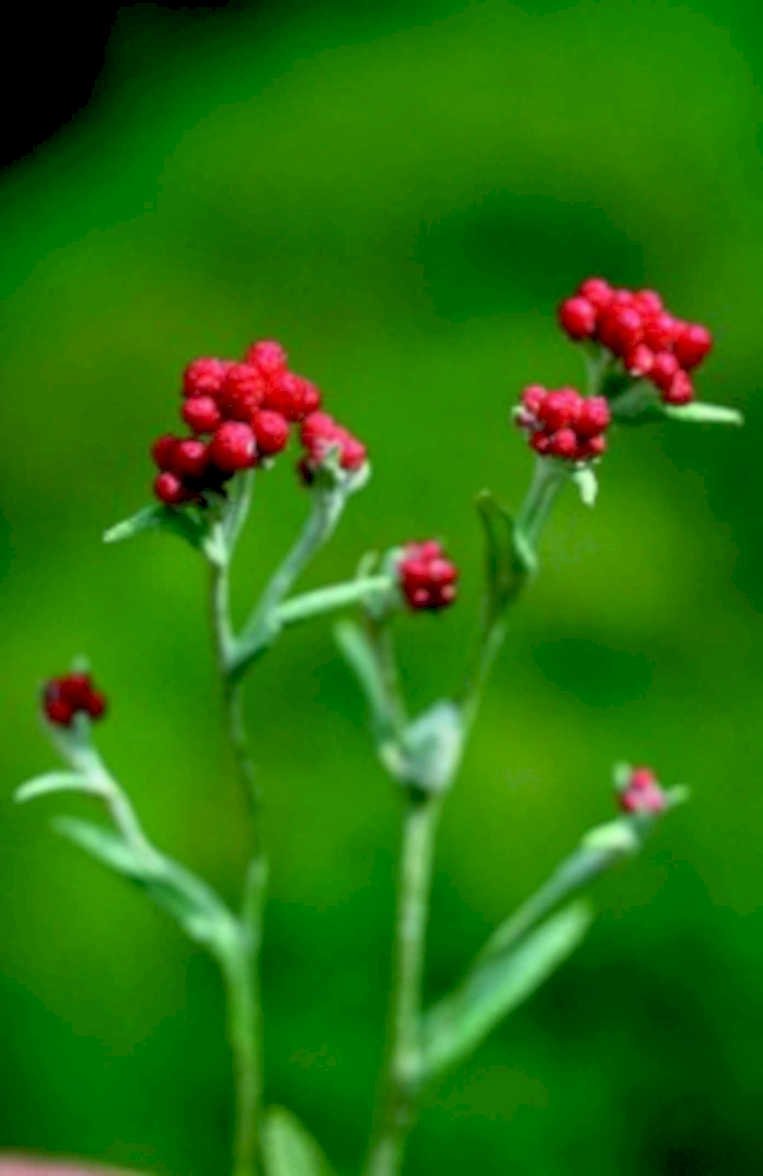 potentilla berries red1980s 1990s A4 Photo Print