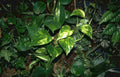 pothos variegated leaves Vintage A4 Photo Print