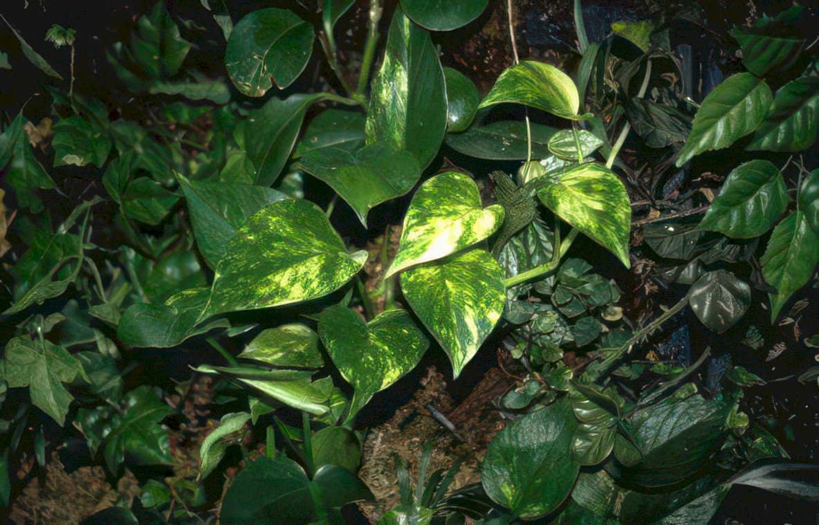 pothos variegated leaves Vintage A4 Photo Print