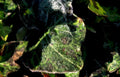 powdery mildew leaves Vintage A4 Photo Print