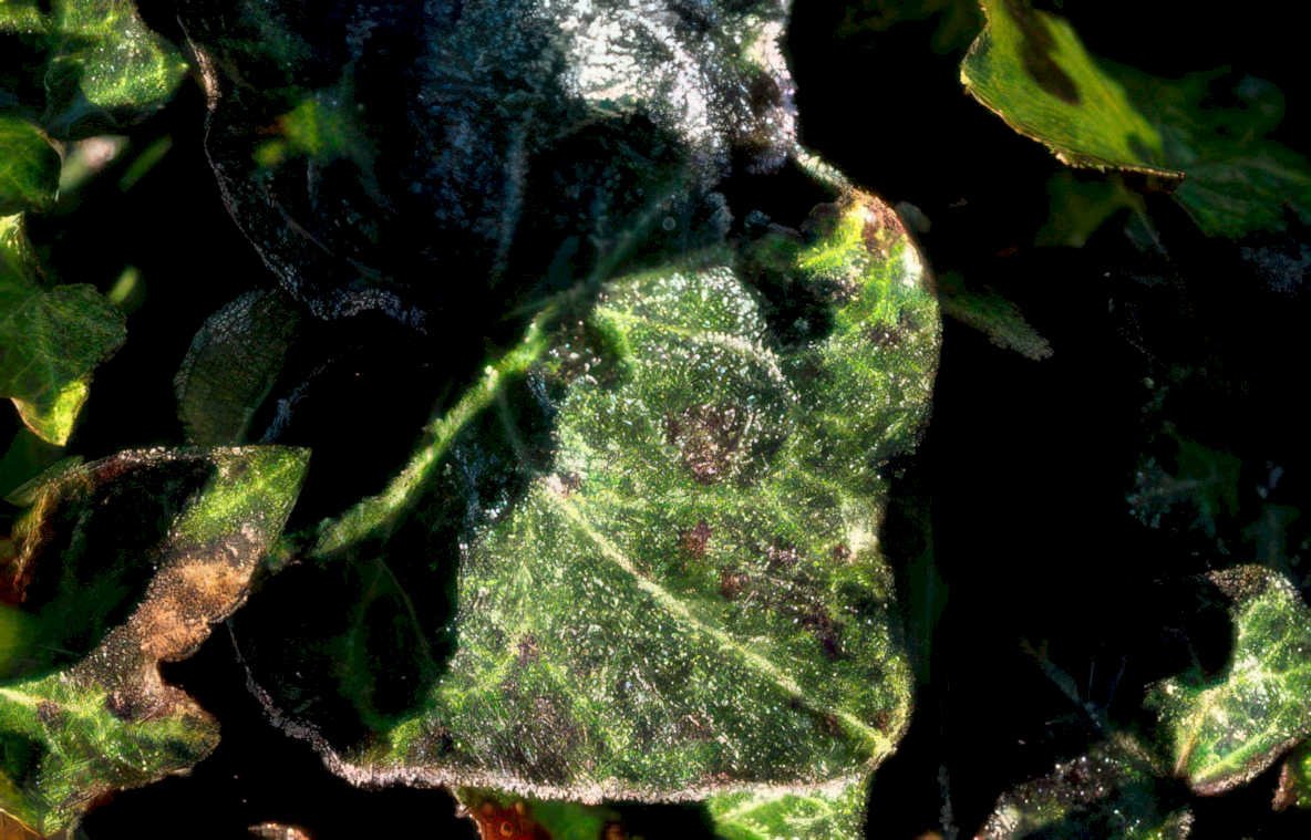 powdery mildew leaves Vintage A4 Photo Print