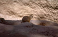 prairie dog burrows Vintage A4 Photo Print