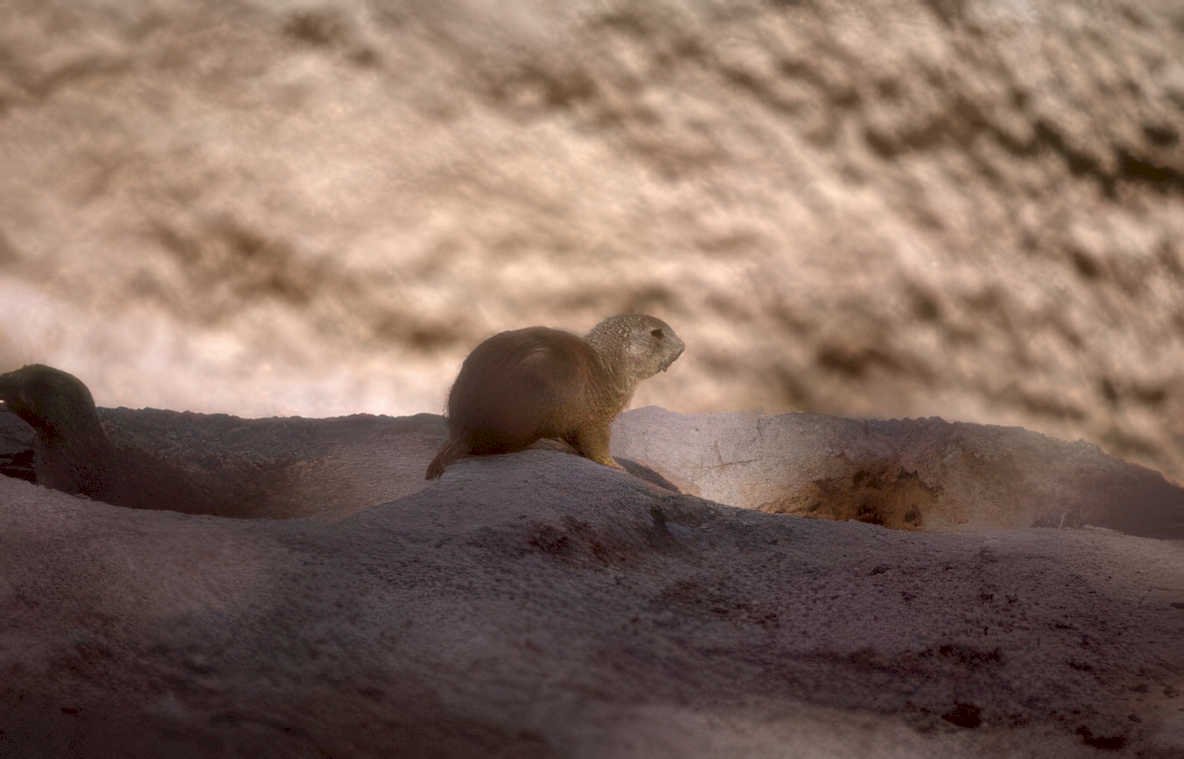 prairie dog burrows Vintage A4 Photo Print