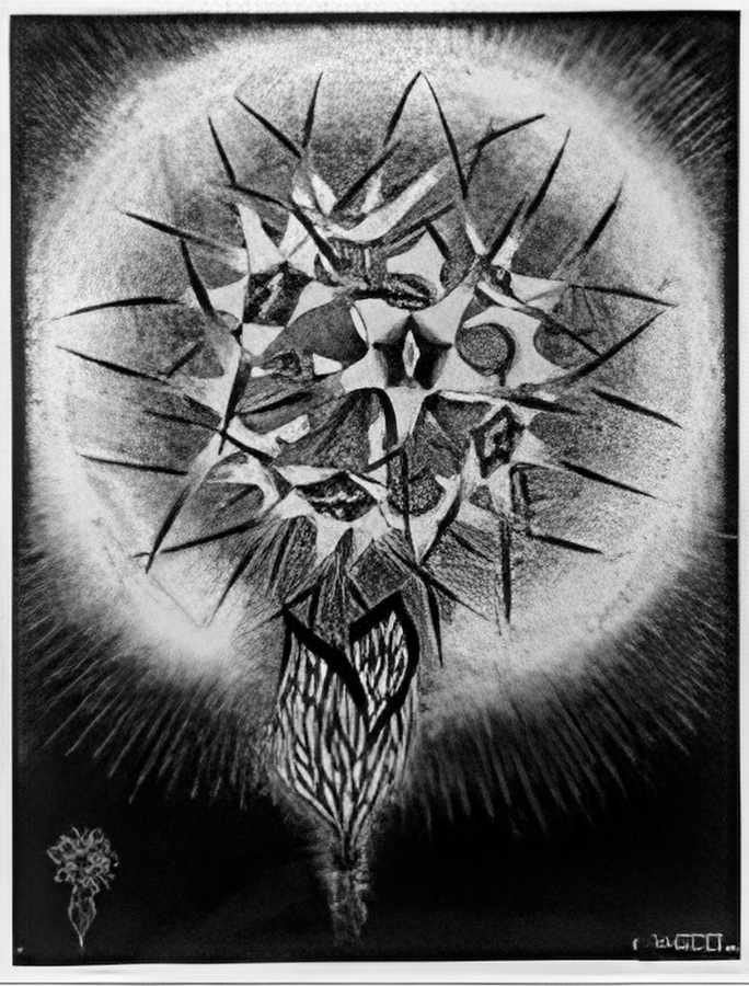 prickly flower mc escher 1936 A4 Photo Print