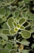 prickly lettuce rosette Vintage A4 Photo Print