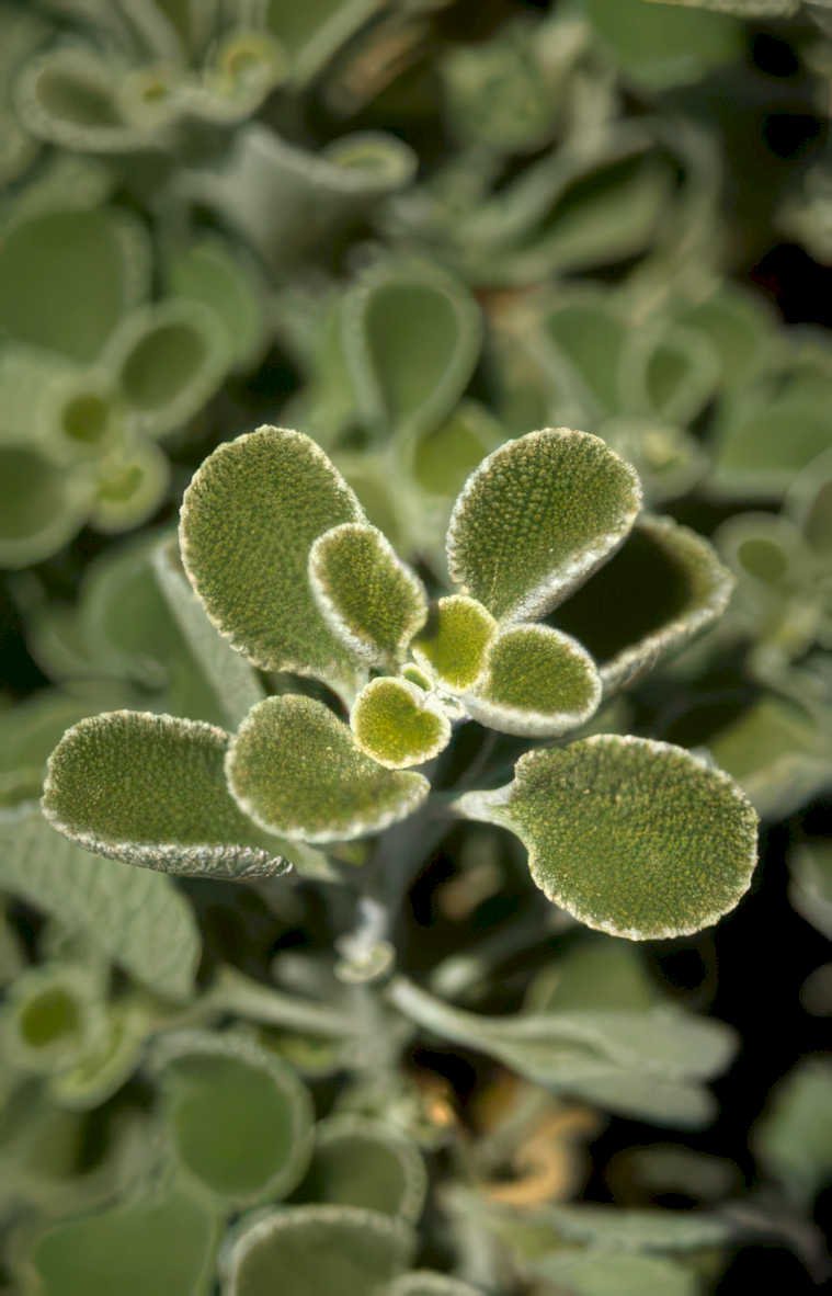 prickly lettuce rosette Vintage A4 Photo Print