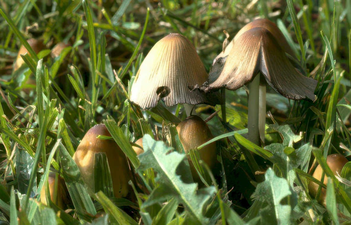 psilocybe cubensis mushrooms 1 Vintage A4 Photo Print