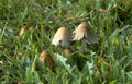psilocybe cubensis mushrooms 2 Vintage A4 Photo Print