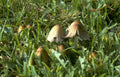 psilocybe mushrooms florida Vintage A4 Photo Print