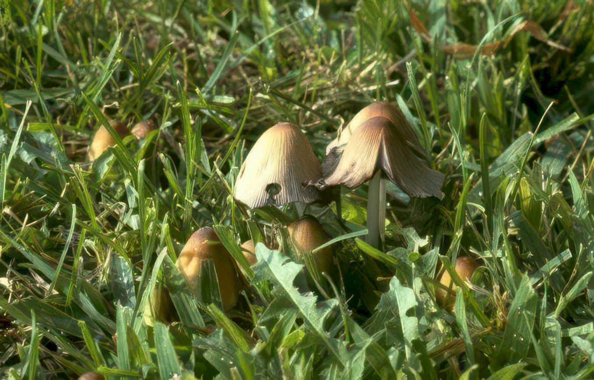 psilocybe mushrooms florida Vintage A4 Photo Print