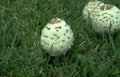 psychedelic mushrooms amanita Vintage A4 Photo Print