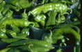 pueblo chiles peppers Vintage A4 Photo Print