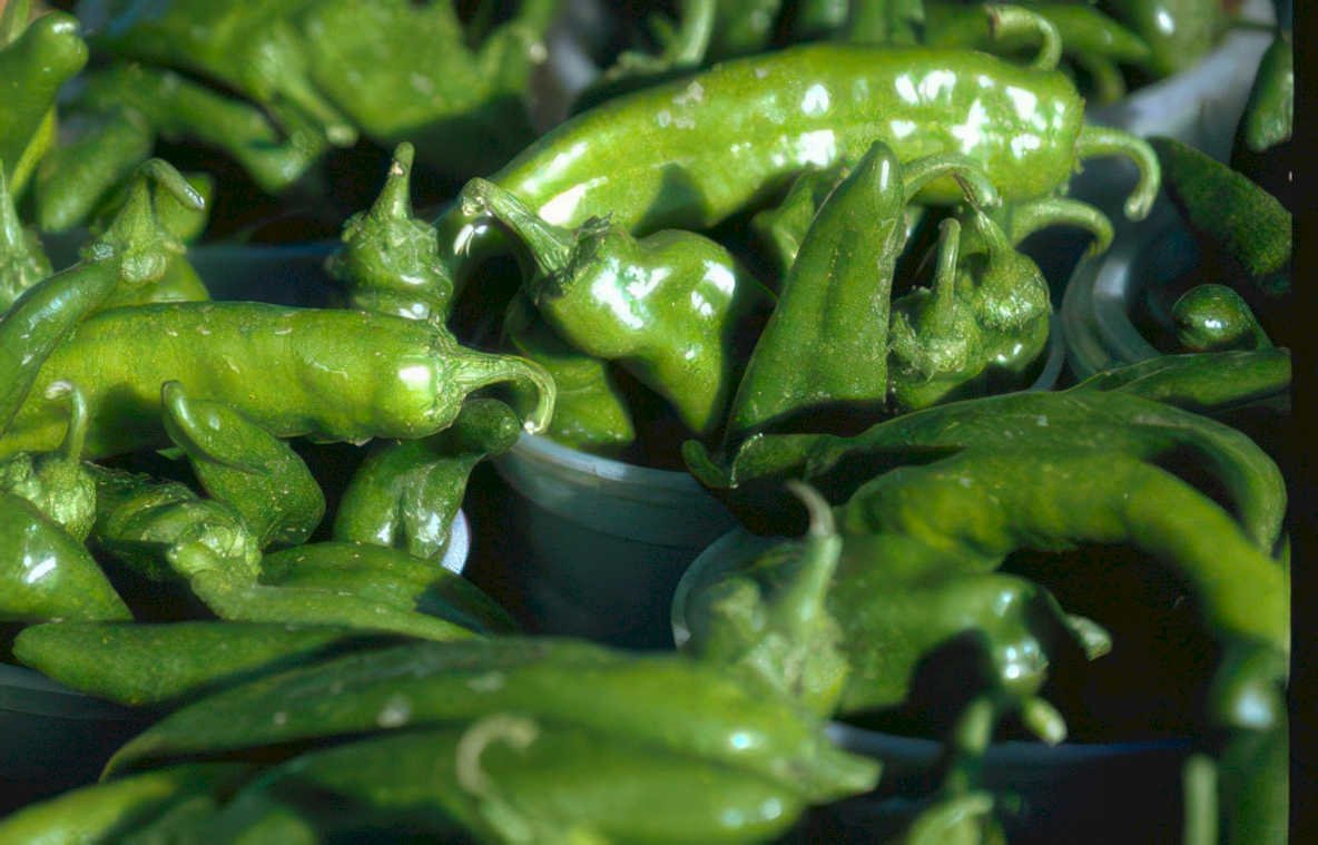 pueblo chiles peppers Vintage A4 Photo Print