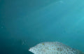 pufferfish ocean depth Vintage A4 Photo Print