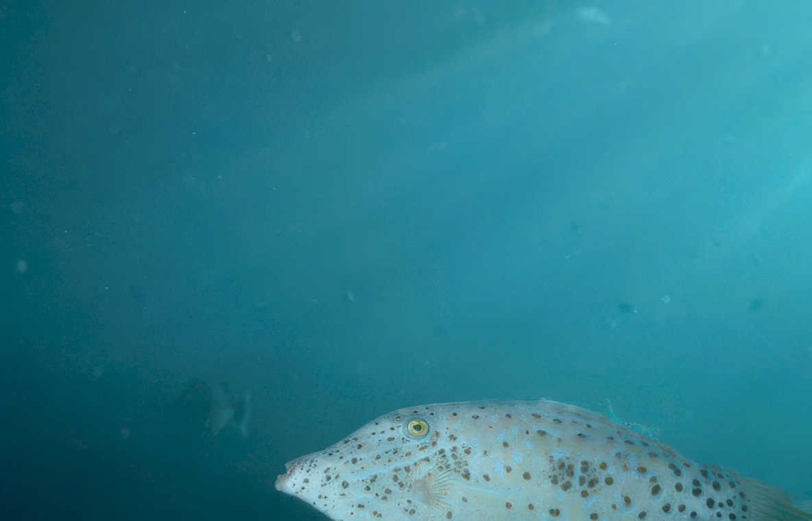pufferfish ocean depth Vintage A4 Photo Print