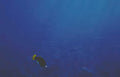 pufferfish ocean seabed Vintage A4 Photo Print