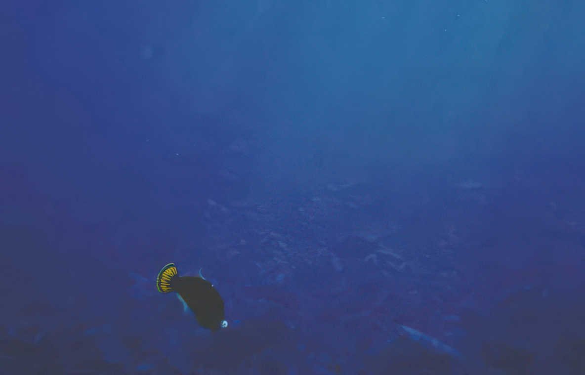 pufferfish ocean seabed Vintage A4 Photo Print