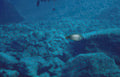pufferfish reef diver Vintage A4 Photo Print