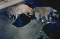 puppies cluster dusk Vintage A4 Photo Print